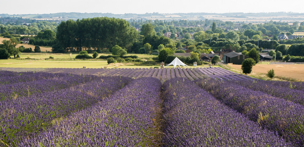 Hitchin lavender fields 