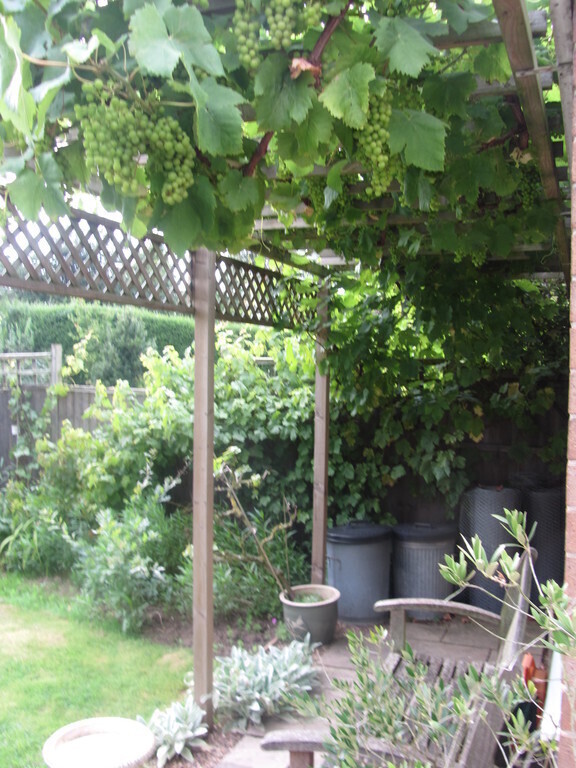 Vines in rear garden