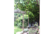 Vines in rear garden