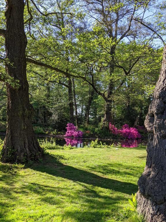 Bushy Park's dog-free "Woodland Garden" (10 mins from house)