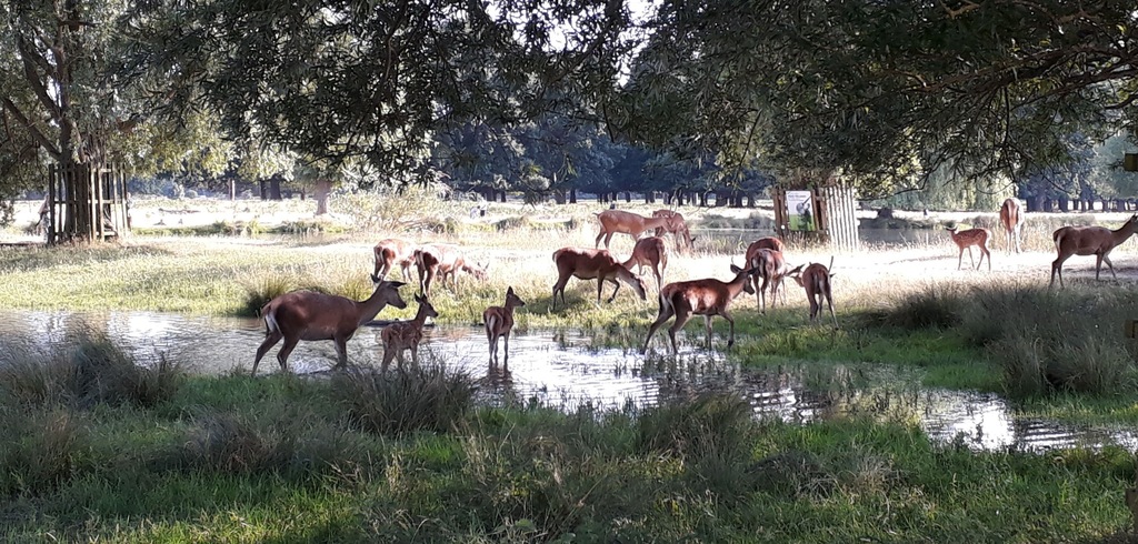 Bushy Park (5 mins walk from house)
