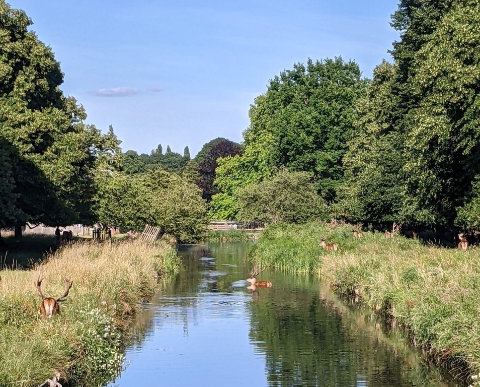 Bushy Park (5 mins walk from house)