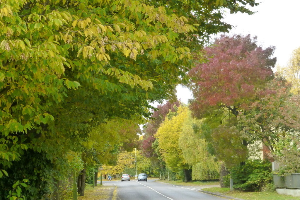 Taken at the end of our road in Autumn
