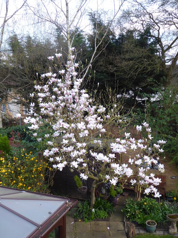 The magnolia tree in our garden in full flower March 2017