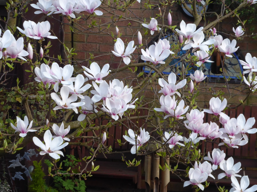 The magnolia tree in our garden in full flower March 2017