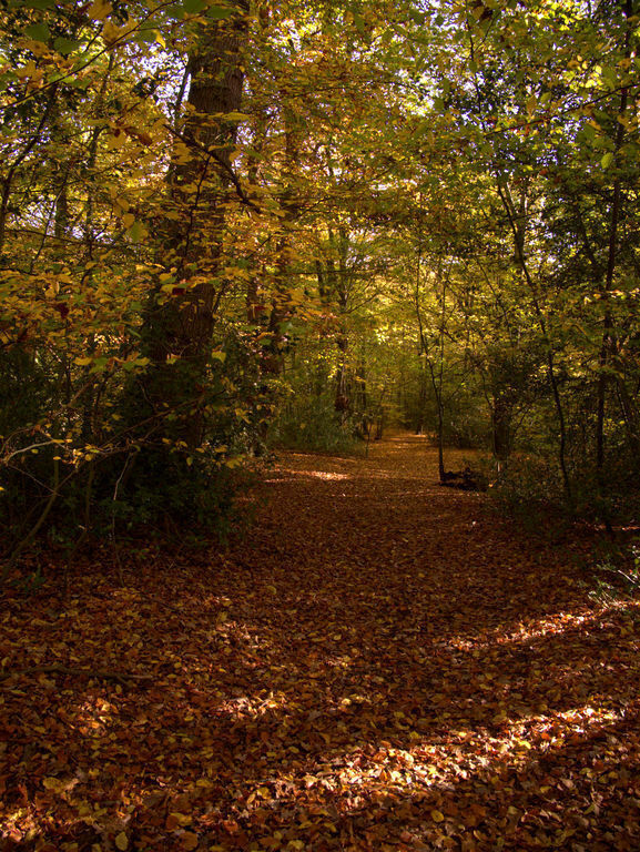 A Walk Though Epping Forest, 40 minutes drive south of Bishops Stortford.