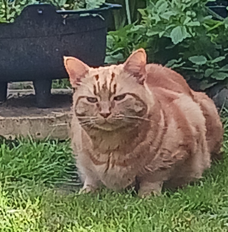 Our cat Ginger in the garden