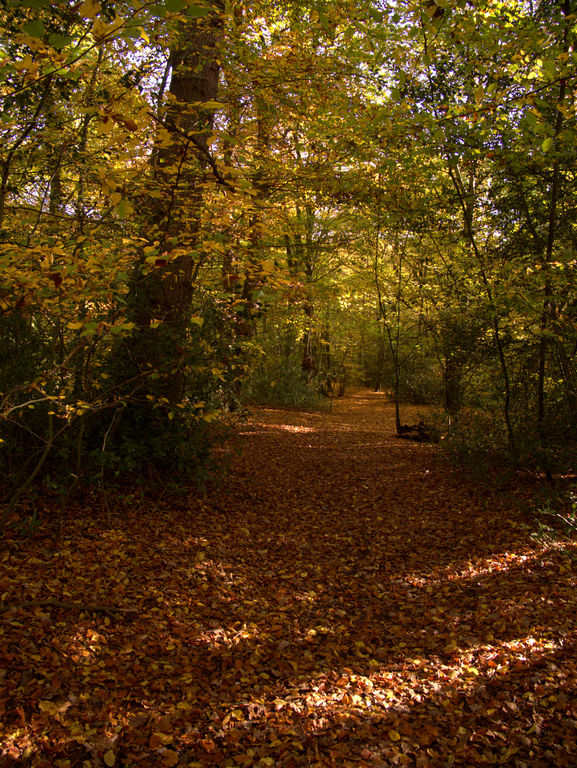 A Walk Though Epping Forest, 40 minutes drive south of Bishops Stortford.