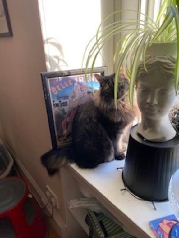 Barney. You will need to look after him but he's a very independent cat.