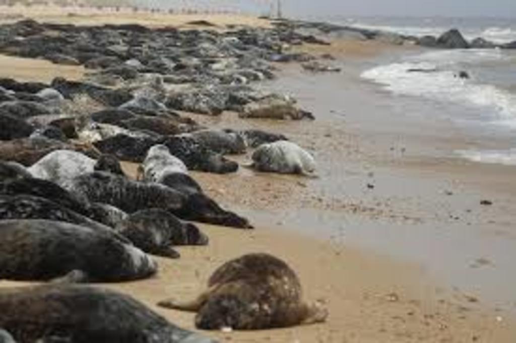 Horsey beach seals
