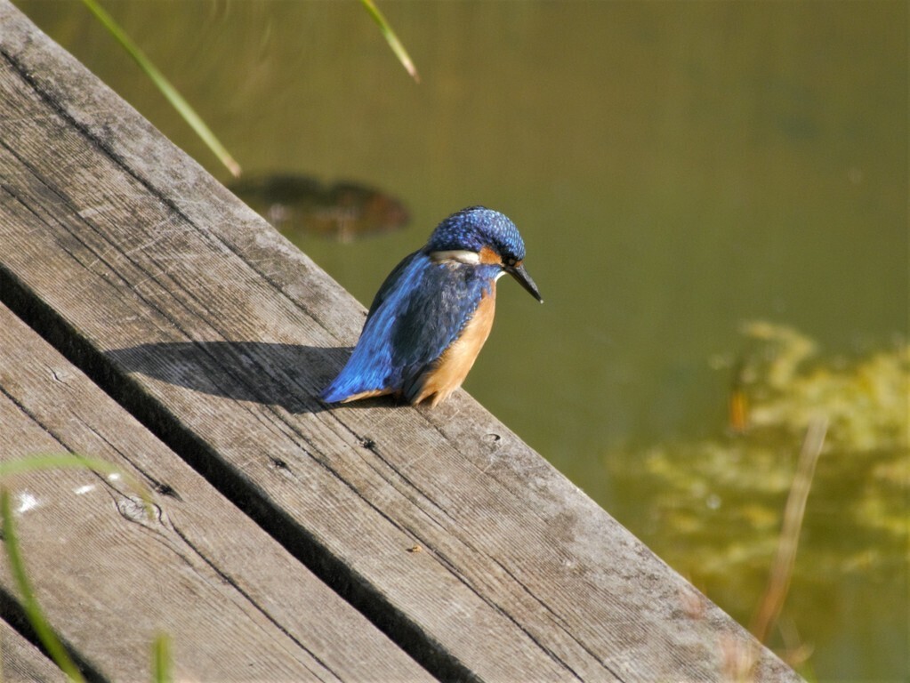 Kingfisher fishing in the pond