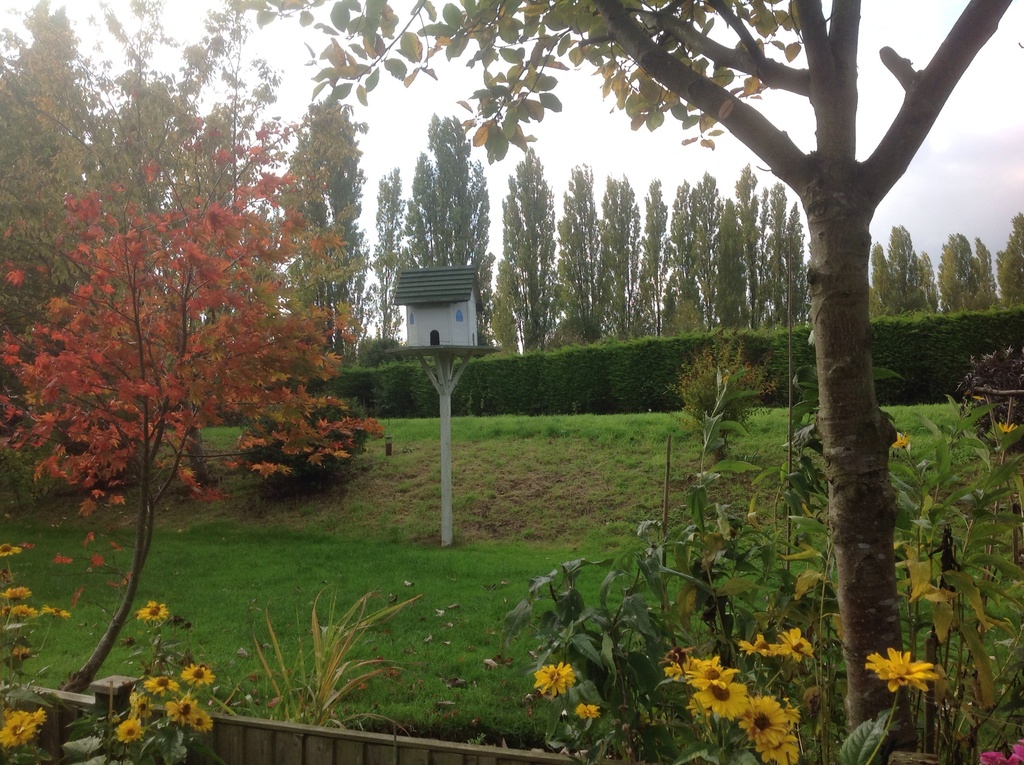 The spare land outside our back garden