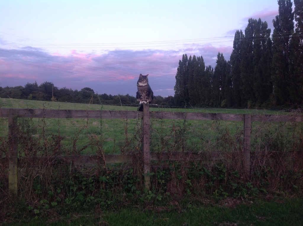 Mr Pip the cat is up early in the sunrise