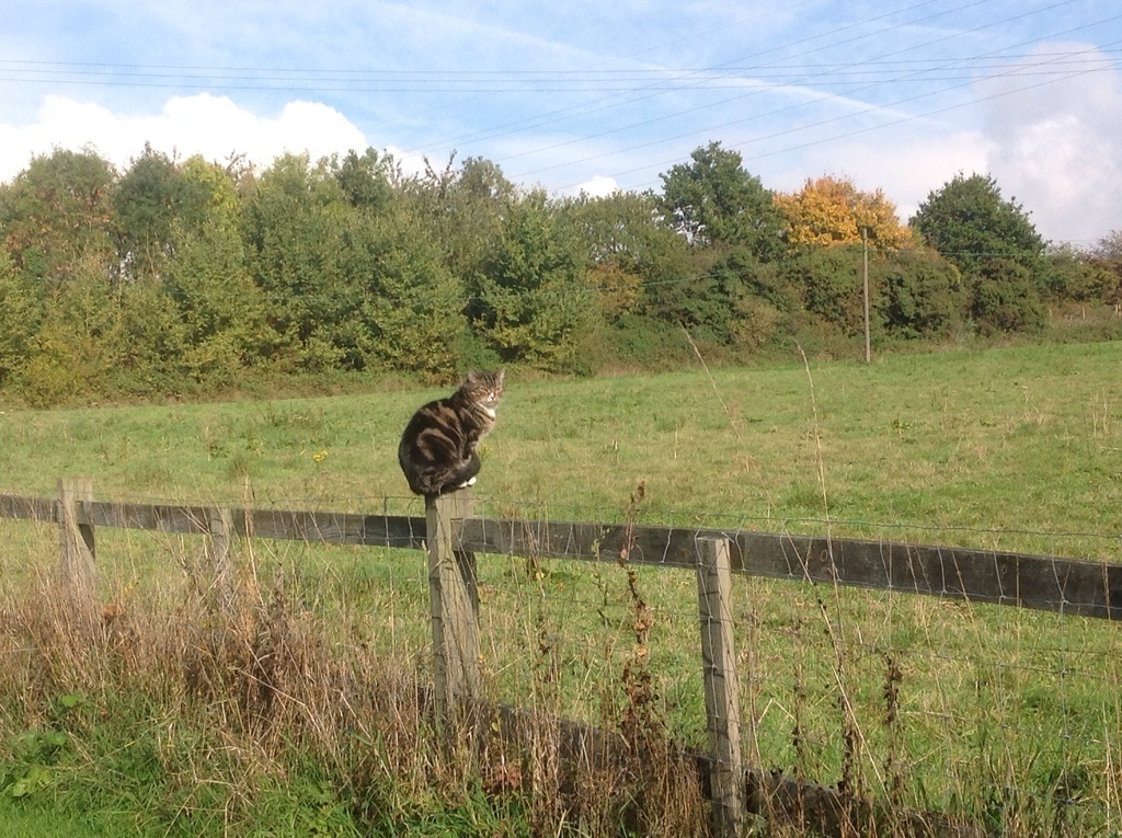 Mr Pip, the cat lives in a cat heaven,   he reckons...