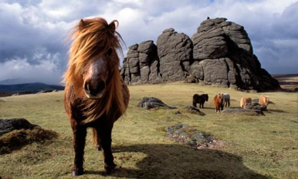 Dartmoor and wild ponies 