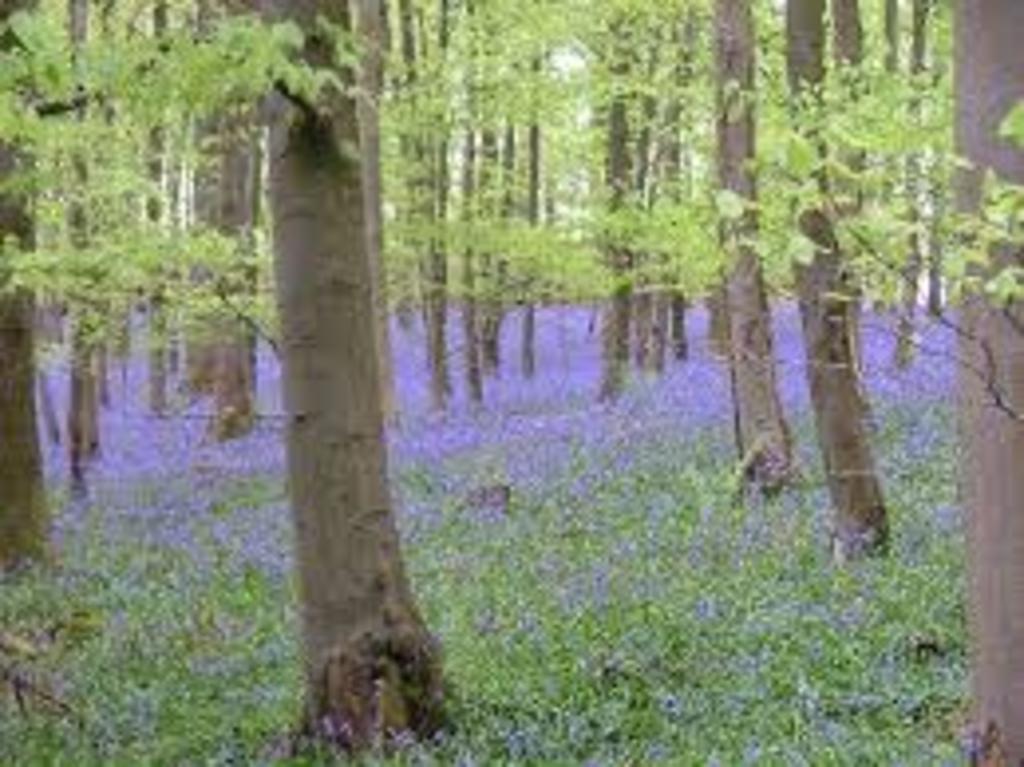 Forest of Dean springtime.
