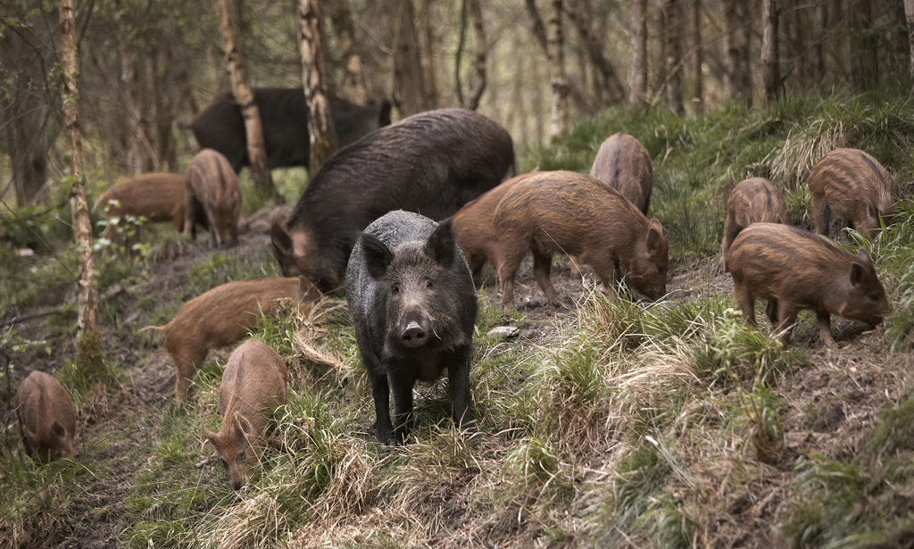 Some wildlife in the ancient Forest of Dean.