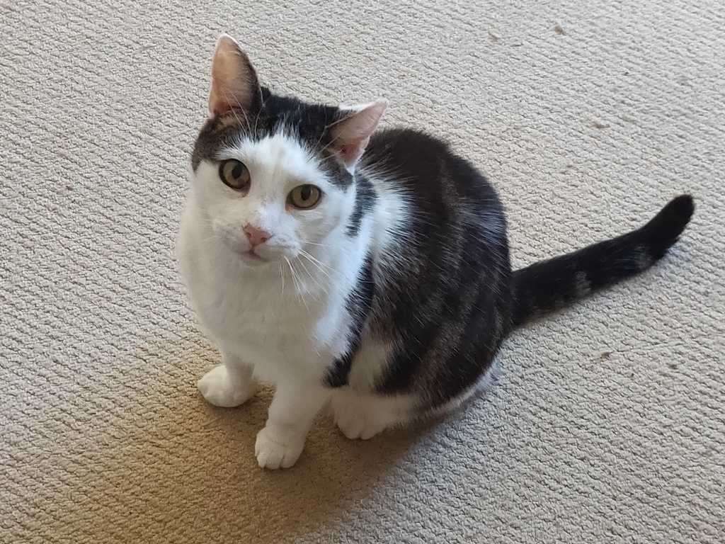 Our friendly cat, Colin.