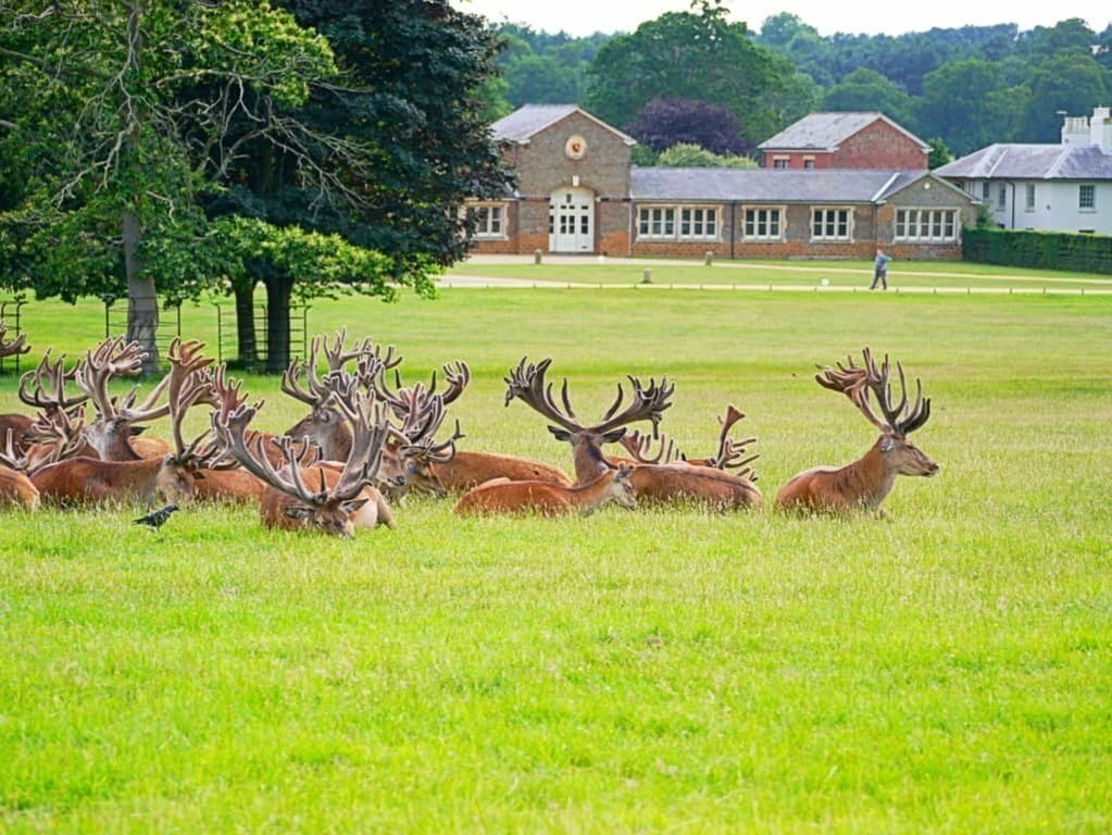 Europe's largest deer park (Woburn), 15 minutes by car.