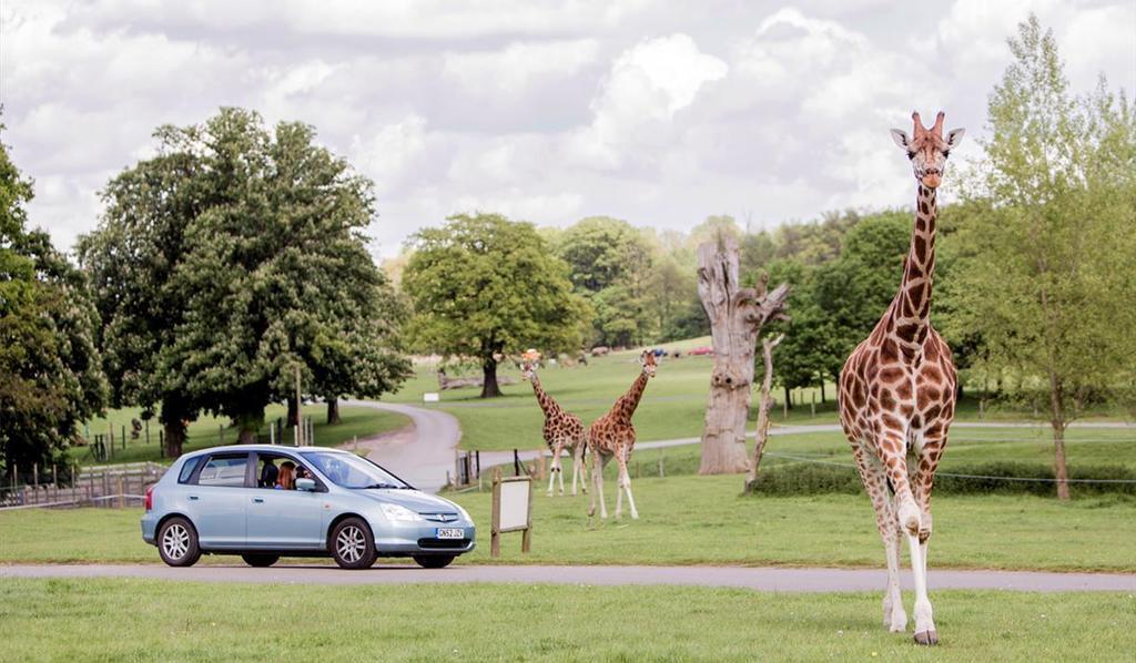 Woburn Safari Park (15 mins by car)