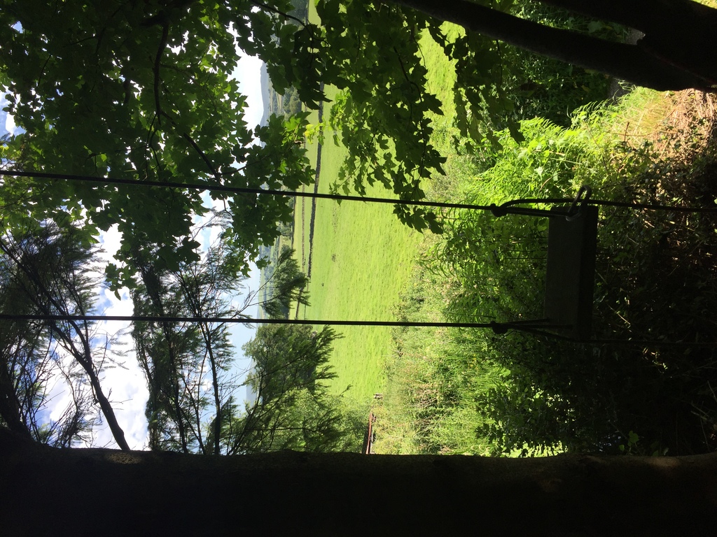 Swing at the bottom of the back garden 