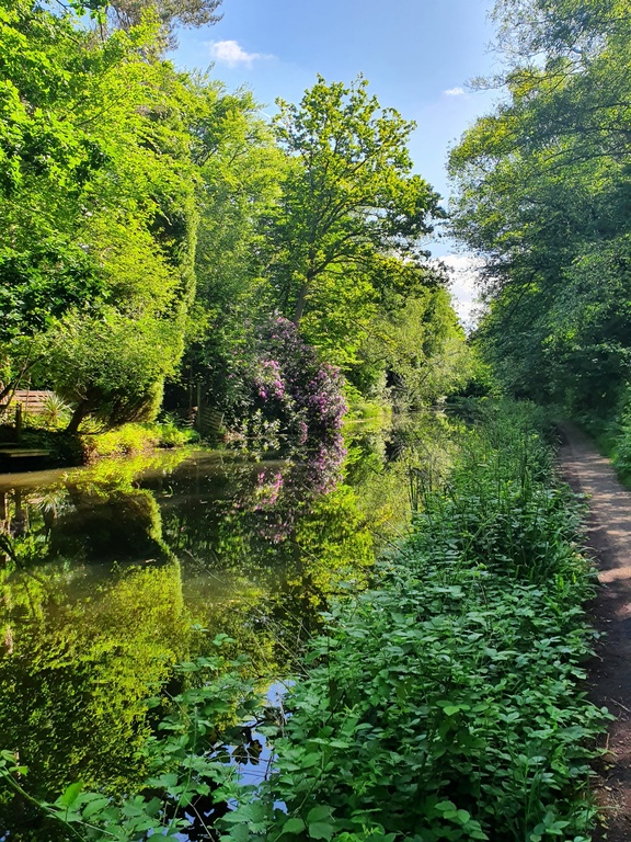 Views on the Basingstoke canal walking/cycling towpath