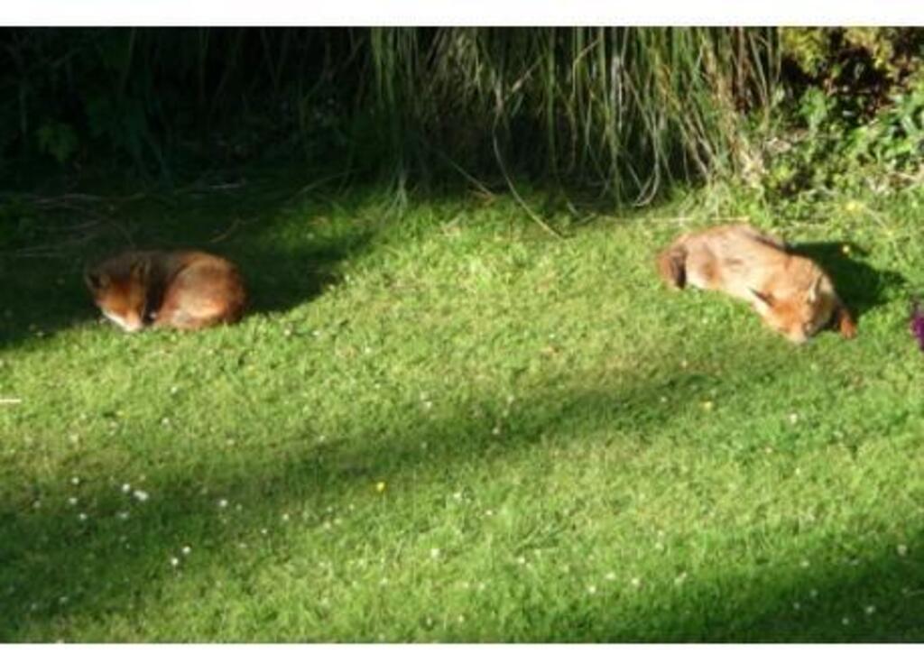 Foxes in the sun, in the communal garden