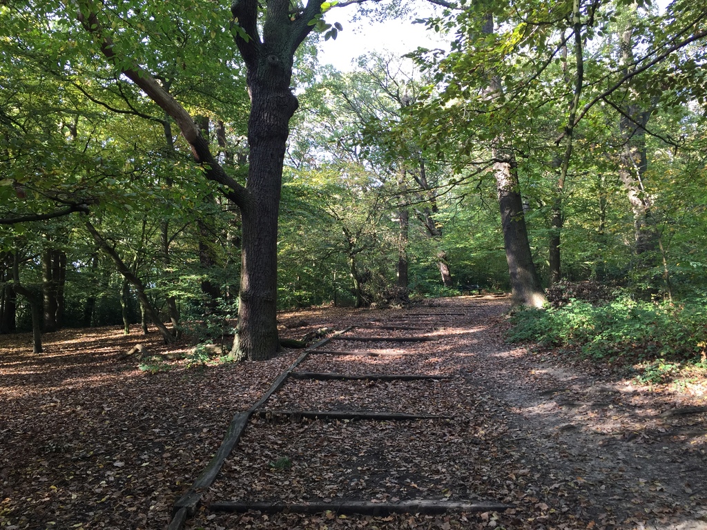 Queens Wood - one of London's ancient woodlands