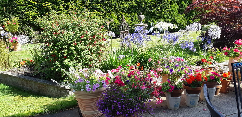 Patio with pot plants