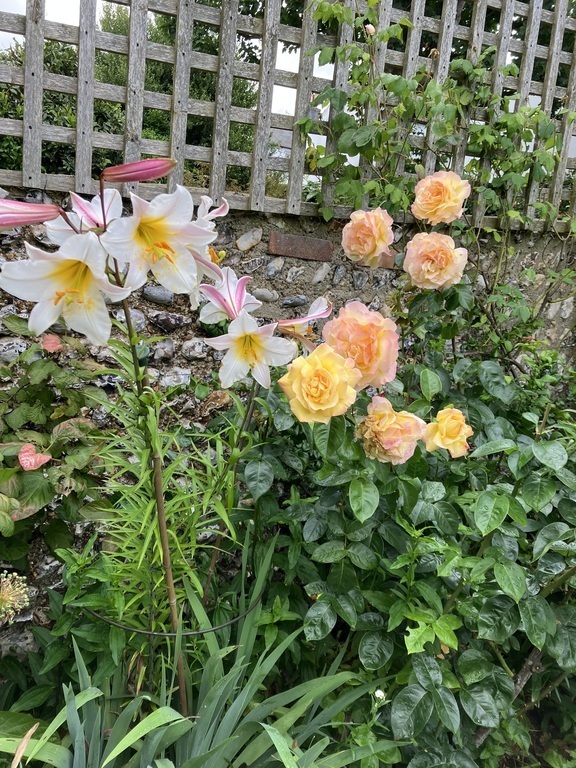 Our garden in mid summer