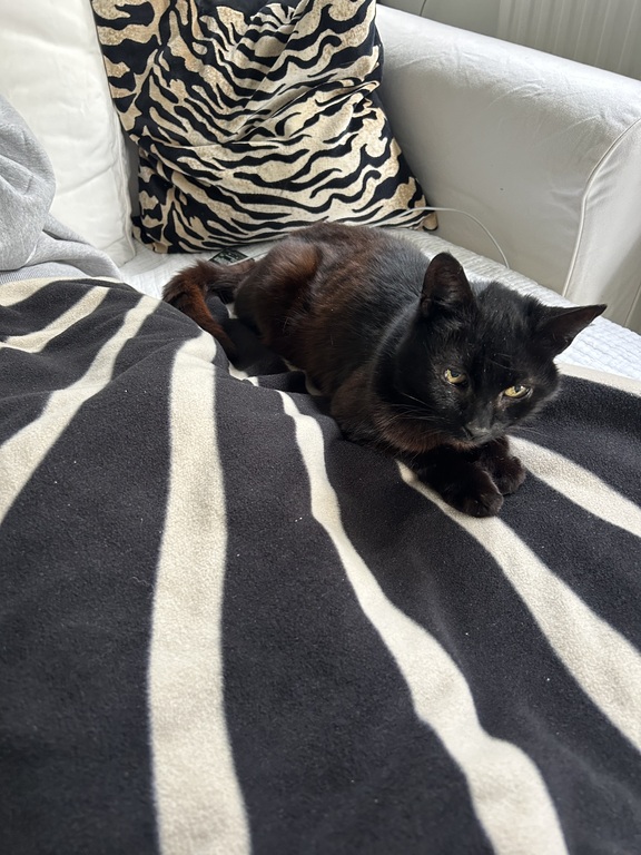 Sonic, our 18 year old cat 