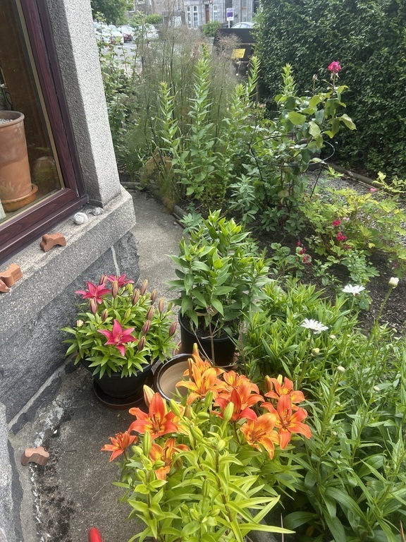 Front garden