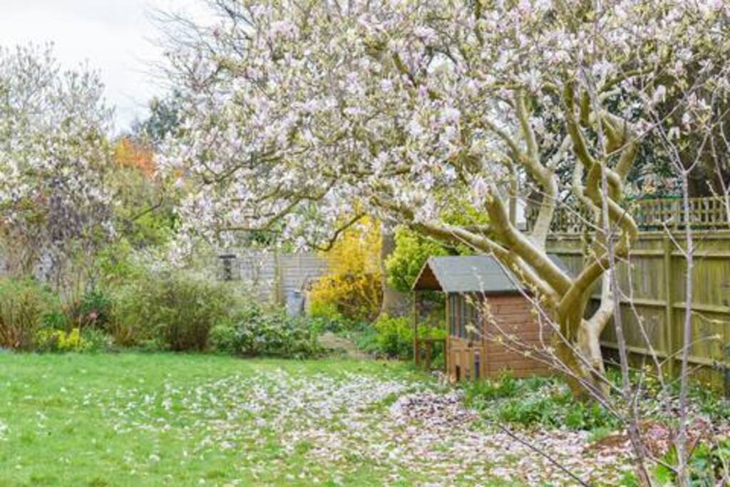 Springtime magnificent magnolia - our children loved climbing this; wendy house with garden toys