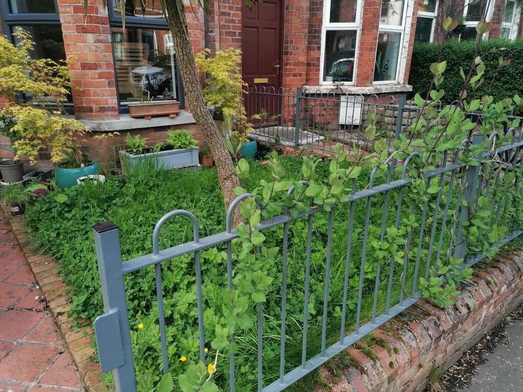 Our small front garden with planting to encourage biodiversity