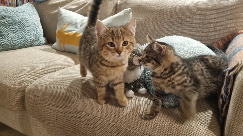 Pebble and Stella - our new kittens! 