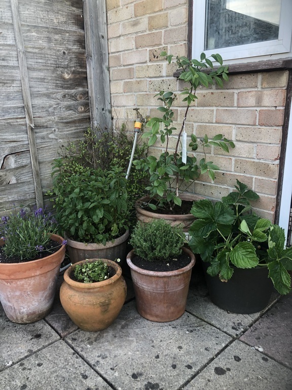 Summer flowers and herbs in the garden