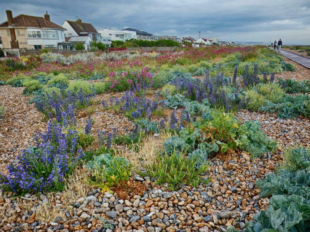 Shoreham Beach