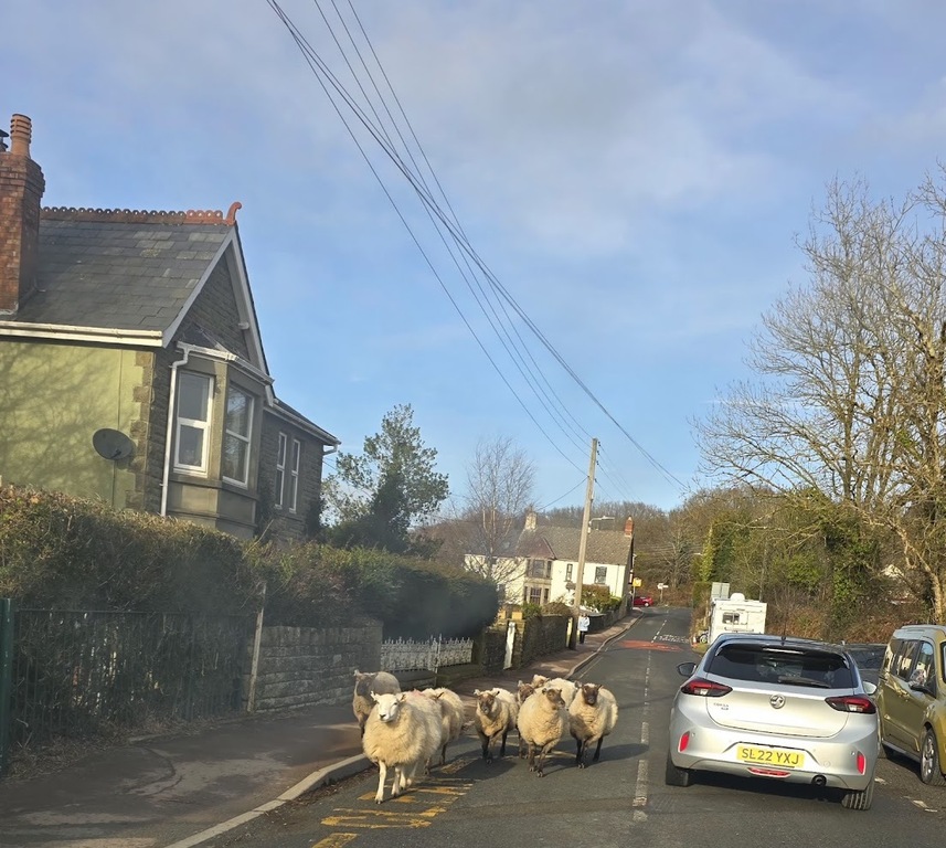 When your driving in the forest beware of sheep