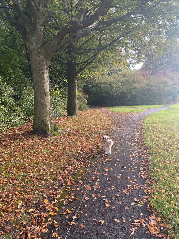 Lots of good (dog) walks