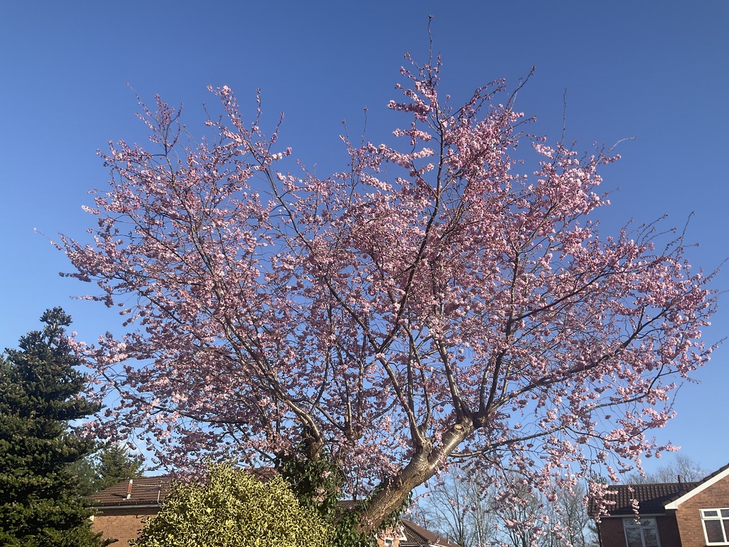 Cherry blossom in Spring this year