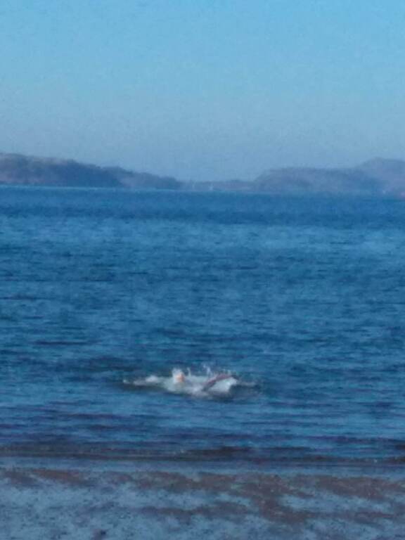 Moilla Swimming at Trallee Beach, Oban, Scottish Highlands. 