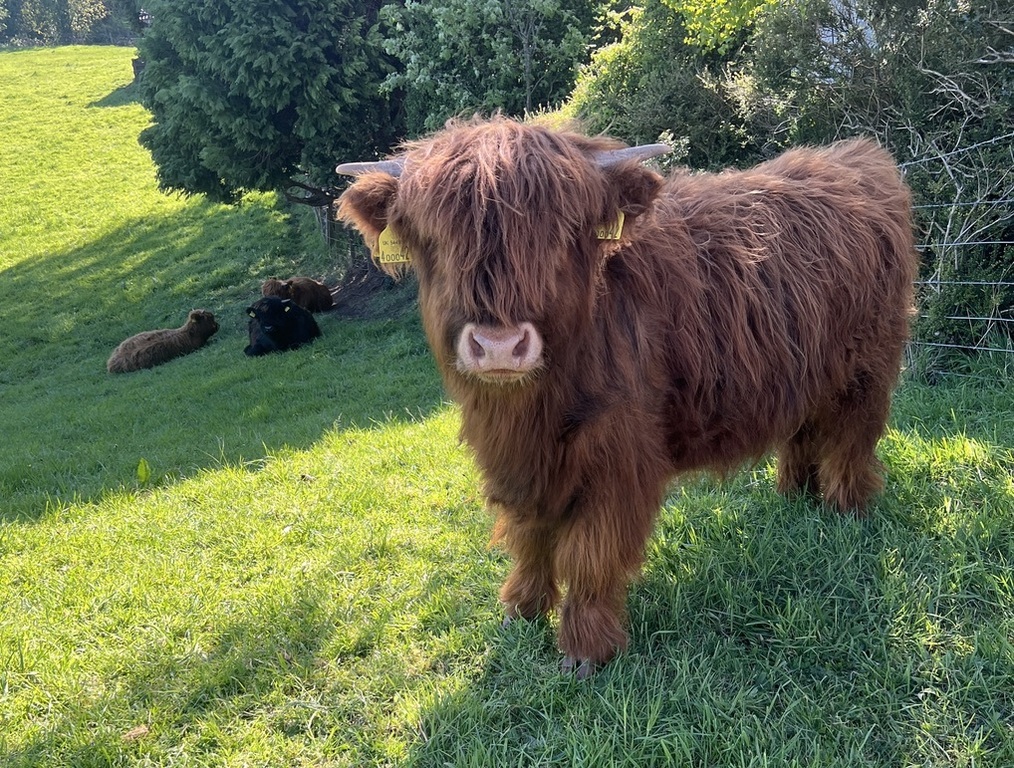 A calf in the nearby field