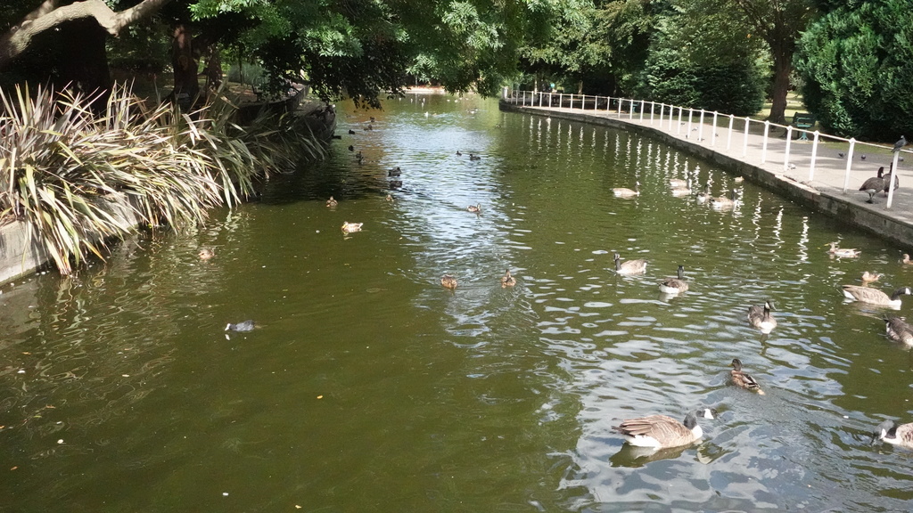 Ducks at Grove Park