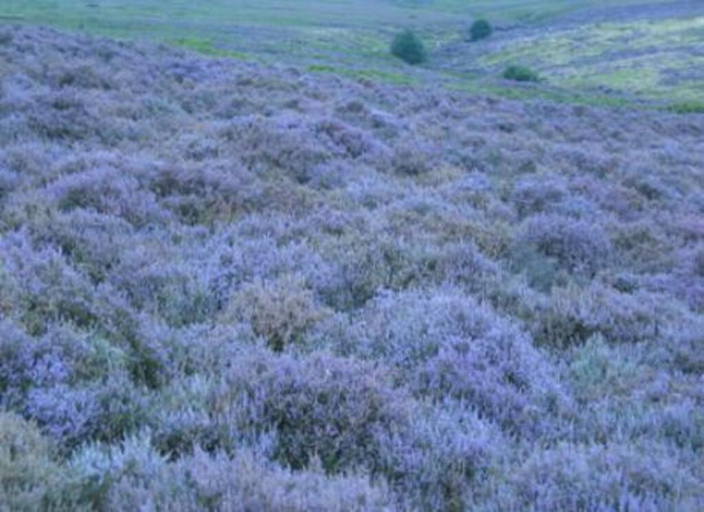 Heather in flower on the North York Moors 
