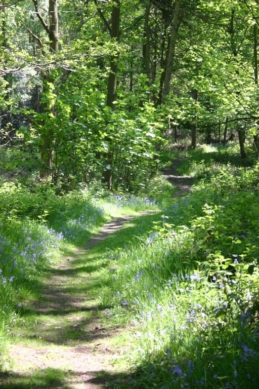 Many local woods are full of bluebells in spring