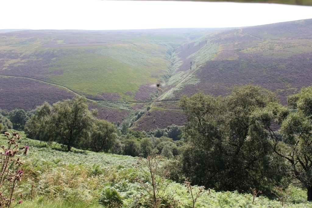 Local moorland, off the Derwent Valley
