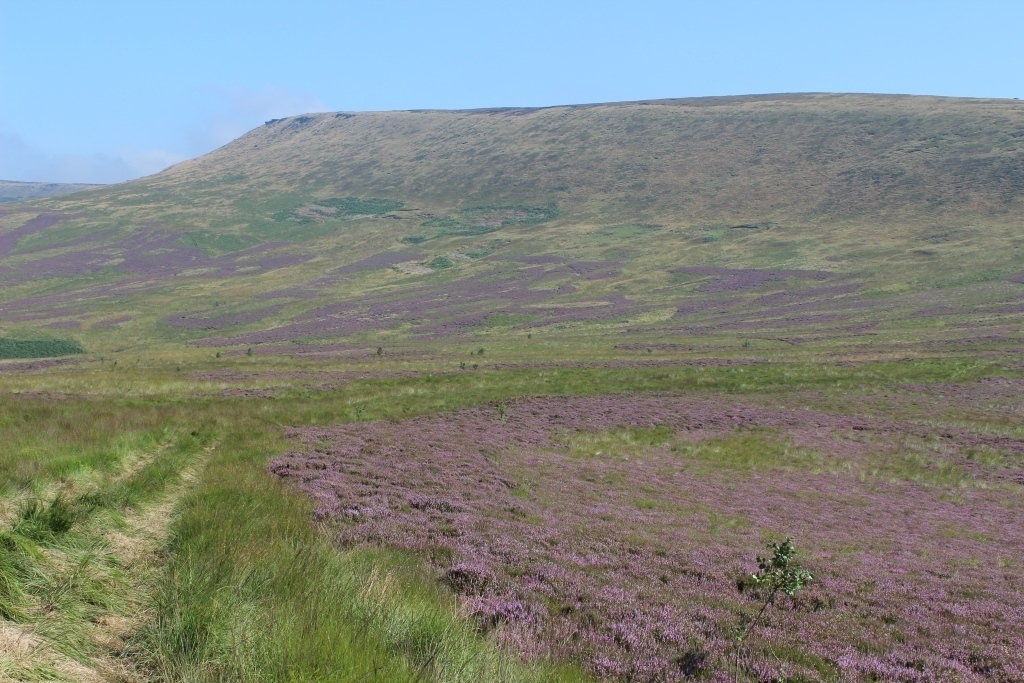 August sees whole stretches of the nearby moors swathed in purple