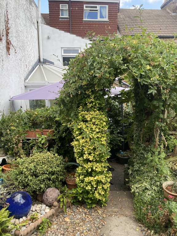 Our back garden 