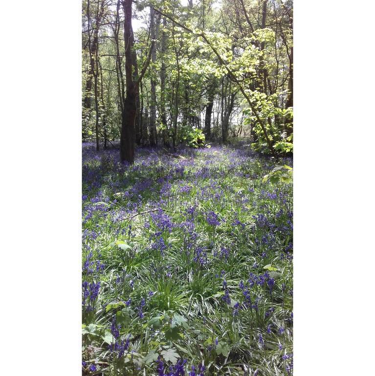 Local bluebell wood