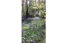 Local bluebell wood
